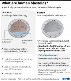 New early embryo models offer hope for research on miscarriages, birth defects