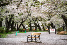 A bench is seen underneath cherry blossoms in a closed zone, to prevent the spread of the Covid-19 coronavirus, at Inokashira Park in Tokyo on March 30, 2021. 