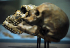  Study places Homo Sapiens in Europe earlier than thought 