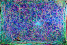 Cross-sectional images (shown in different colors) of a spider web were combined into this 3D image and translated into music