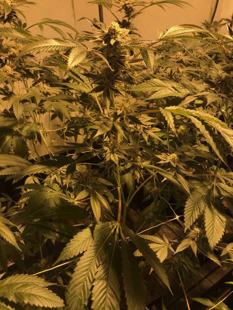 CBD cannabis plant, the type of cannabis plant cultivated by Pat, is one of the most widely cultivated cannabis varieties in Europe. 