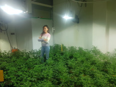 Farming pot abroad: The Indonesians living overseas as marijuana farmers