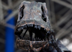 The skeleton of an apatosaurus, also known as a brontosaurus, from the Jurassic era, is exhibed at the Fundidora Park in Monterrey, Mexico, on November 15, 2014. The 150 million-year-old dinosaur called 