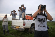 In Colombia, cattle farmer declares truce with jaguar