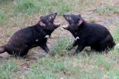 Tasmanian devils fight for a Christmas cracker during the 10th annual Christmas cracker event at Orana Wildlife Park on the outskirts of Christchurch on December 24, 2020.