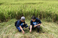 Landing site?: Nur Agustinus (right) and a fellow BETA-UFO member investigate a crop circle in Yogyakarta in 2011.
