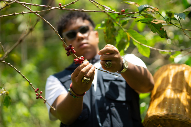 Cherry-picking: Hedi picks coffee cherries at Saux Farm.