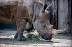 Japan zoo prays for rhino love as new resident settles in