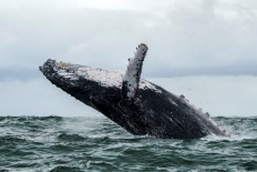 Whale of a tale: US fisherman says swallowed by humpback