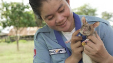 Bomb-sniffing rat retires after award-winning Cambodian career