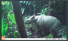 Rare Javan rhino calves caught on video in Ujung Kulon