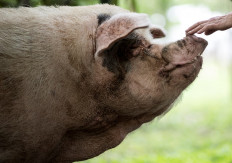 This file photo taken on April 25, 2018 shows a pig known as "Zhu Jianqiang", who became a national icon after it survived the devastating earthquake 10 years ago, being comforted by worker at a museum in Anren, Sichuan province. A pig which became an unlikely national icon after surviving 36 days buried beneath rubble in earthquake-hit southwest China has died aged 14, its keepers said on June 17, 2021.