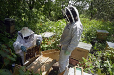 Beekeeping technician Luz Millan (L) and veterinarian Adriana Veliz (R) place the rescued combs at an apiary, in Xochimilco, Mexico City on June 16, 2021. The Abeja Negra SOS (SOS Black Bee) organization -founded in 2018 and formed solely by women- ensure the conservation of bees in natural habitats in Mexico, carrying out more than 200 rescues a year.