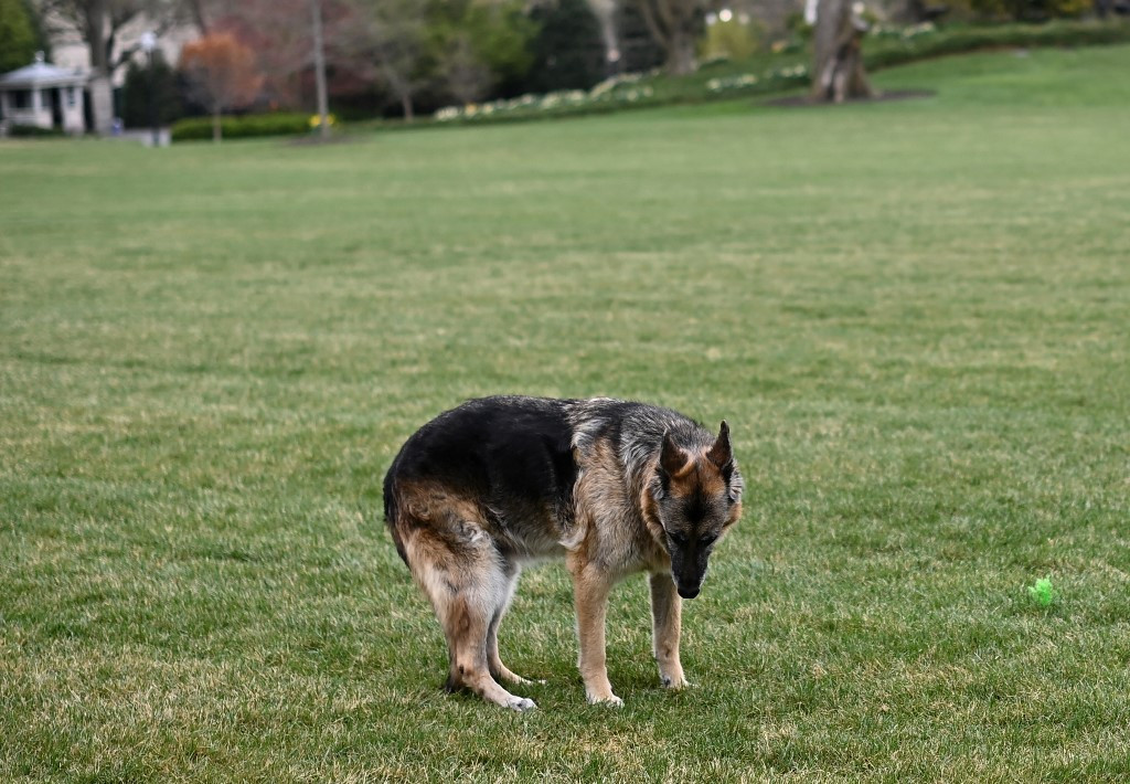 Bidens Welcome New Puppy, Commander, To White House; Cat On Way ...