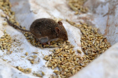  Mouse plague forces Australian prison evacuation 