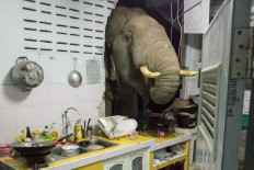 Elephant in the room: Thai family gets repeat mammoth visitor