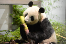 Fossil discovery solves mystery of how pandas became vegetarian
