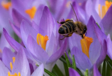 German climate, insect protection laws cross finish line