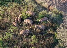 This file photo taken on June 20, 2021 and released on June 24 by Yunnan Provincial Command of the Safety Precautions of the Migrating Asian Elephants shows elephants, part of a herd which had wandered 500 kilometres north from their natural habitat, walking near Yuxi city, in China's southwest Yunnan province.