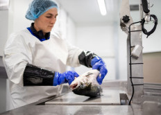 Norway salmon farming moves to cleaner waters: indoors