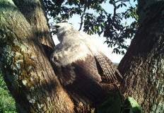 Forest loss threat to one of world's largest eagles