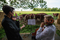 In Denmark, grazing is alive with the sound of music