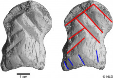 This undated handout image released by Niedersachsisches Landesamt fur Denkmalpflege (NLD) on July 5, 2021, shows microCt-scans of an engraved giant deer bone which was found at Einhornhohle, northern Germany. The discovery of a bone engraved by Neanderthals 51,000 years ago reinforces the idea that this species of human was capable of symbolic activity, long considered the prerogative of Homo sapiens alone, according to a study released July 5, 2021.
