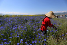 Farmers pick up medicinal herb Centaurea cyanus, commonly known as cornflower in the village of Sheqeras near the city of Korca on June 16, 2021.