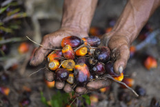 Switzerland confident palm-oil deal with Indonesia can help sustainabilty campaign