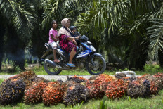 Civil groups call for more transparency in oil palm governance