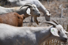 Goats eat vegetation to reduce potential fuel for wildfires, July 7, 2021, in the wildland/urban interface in Glendale, California.