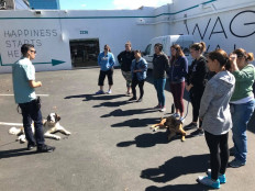 In California, dogs fill shelters as pandemic lockdowns ease