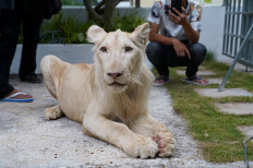 A confiscated pet lion poses for a photo as it arrived back home from the Phnom Tamao Wildlife Rescue Center after Prime Minister Hun Sen ordered authorities to return the animal in Phnom Penh, Cambodia, July 5, 2021.