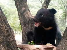 Bear necessities: Rescued cub prepares for life back in Kashmir wild