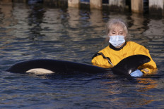 Baby orca dies in New Zealand after fruitless search for mother