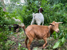 'They're baaaaack': Two dozen goats eat their way through New York park