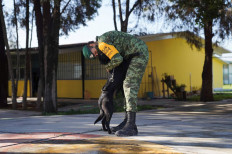 Street dogs find homes, vocations after being rescued by Mexican army