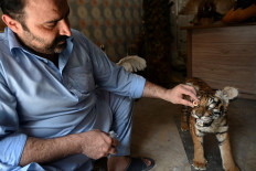 In this picture taken on June 9, 2021 taxidermist Jahangir Khan Jadoon holds an artificial eye over a stuffed tiger cub at his workshop in Lahore.