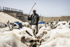 A Herdsman keeps watch over his sheep in one of Dakars biggest sheep markets in the popular neighbourhood of Pikine on July 7, 2021. Thousands of Sheep are transported to Dakar ahead of Tabaski (Eid al-Adha) celebrations.