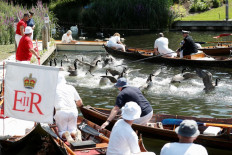 UK's swan-uppers take to the Thames to check on queen's birds