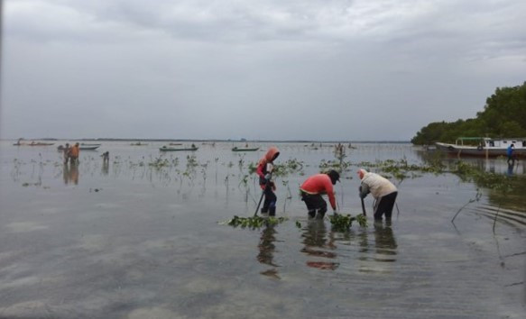 Residents of Tanjung Laut Indah village, Bontang, East Kalimantan, plant mangrove tree seedlings.