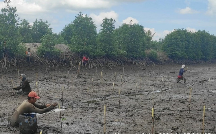 Residents of Penaga, Teluk Bintan, Bintang Regency, Riau Islands tend to mangrove seedlings.