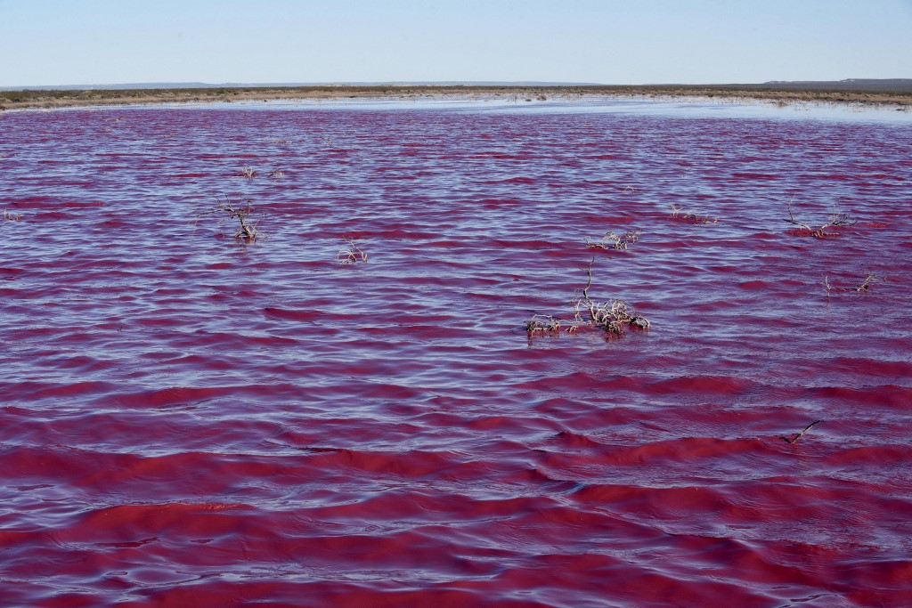 Pollution turns Argentina lake bright pink - Environment - The Jakarta Post