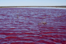 Pollution turns Argentina lake bright pink