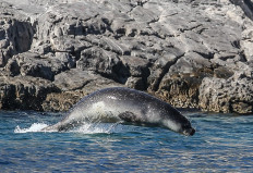 Uproar in Greece as mascot seal killed in protected area