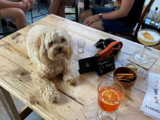 A dog relaxes with a drink at After Bark, a bar which also makes cocktails for dogs, in London, Britain July 22, 2021.
