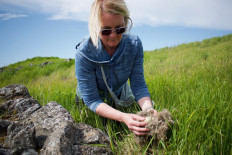 Erla Fridriksdottir, owner and manager of the King Eider company in Stykkisholmur, harvests eiderdown on the Bjarneyjar island, Breidafjordur Bay, Iceland, on July 4, 2021.