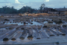 Lumber floating on water in Indonesia on December 17, 2007.