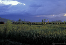 State intervention backfires as rice prices hit multiyear high