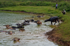 Taking a dip: Water buffalo cool down at a lake on Sumba Island, in East Nusa Tenggara (NTT), on May 23, 2014.